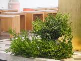 Palmzweige für Palmsonntag � Stadtdekanat Bonn Palmzweige für Palmsonntag � Stadtdekanat Bonn